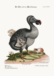 Le dodo et le cochon d